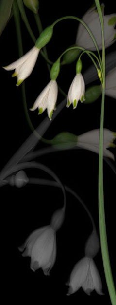 Moonglow s-112