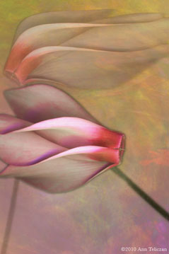 Wind