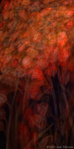 Repeated Red S-101