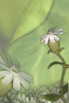Healing Garden S-104