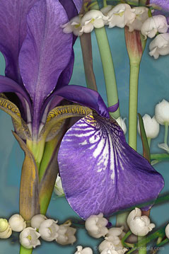 Abundance s-102