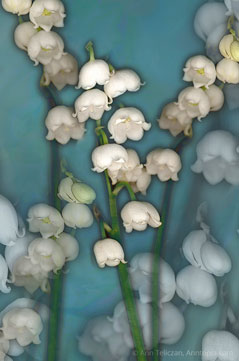 Abundance s-103