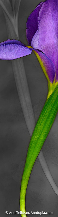 Bloom s-101
