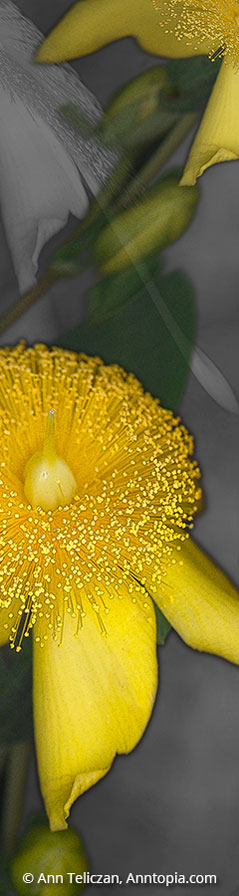 Bloom s-104
